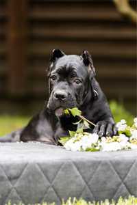 Щенок Кане корсо (Italian Corso Dog) Best Baby