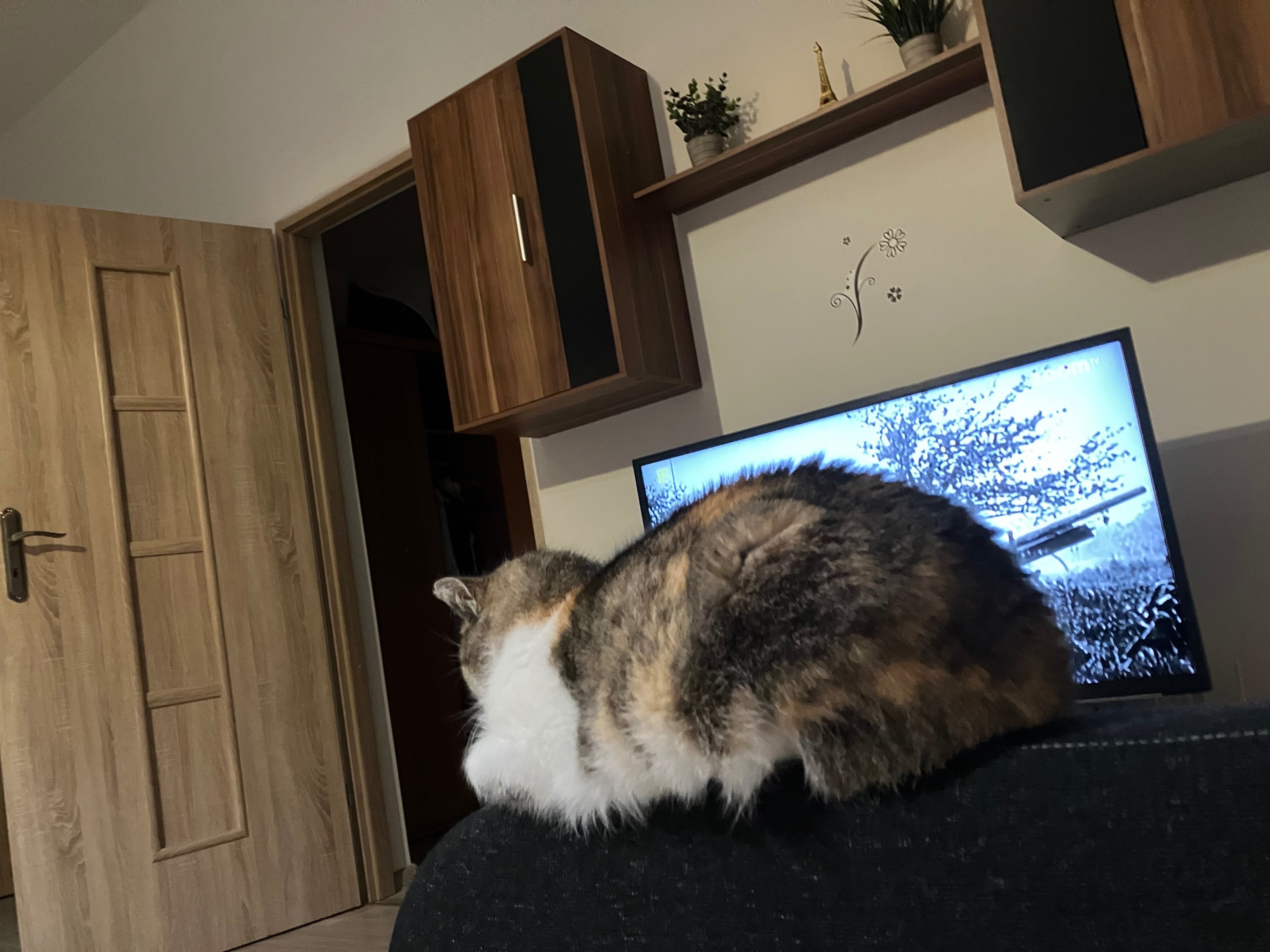 Oddam kotkę w dobre ręce