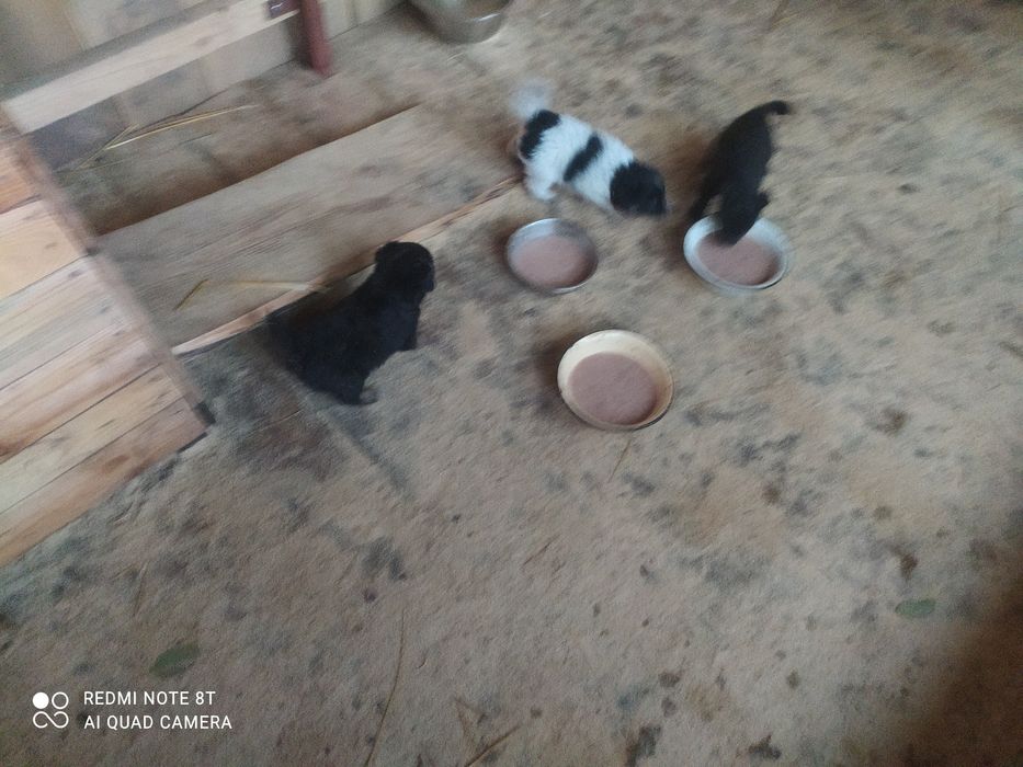 Віддам в добрі руки