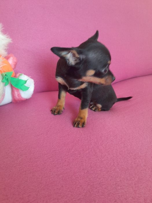Pinczer miniaturowy suczka