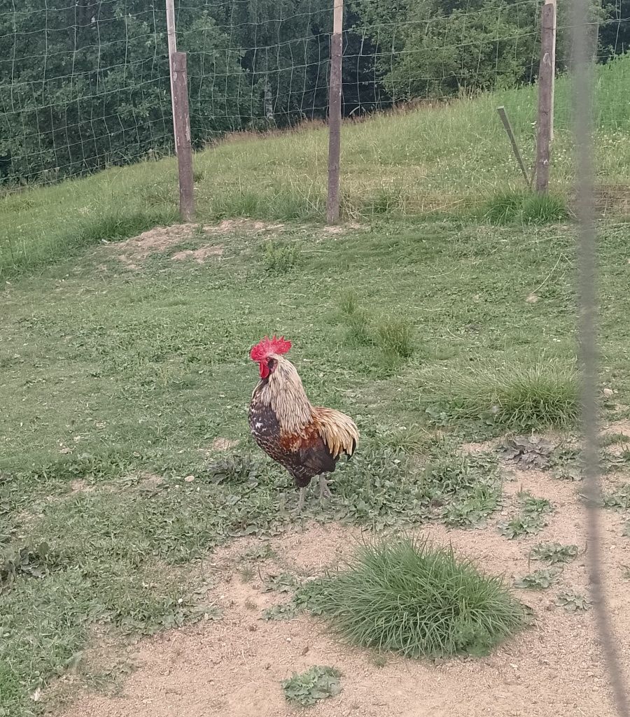 Kogut pięknie ubarwiony