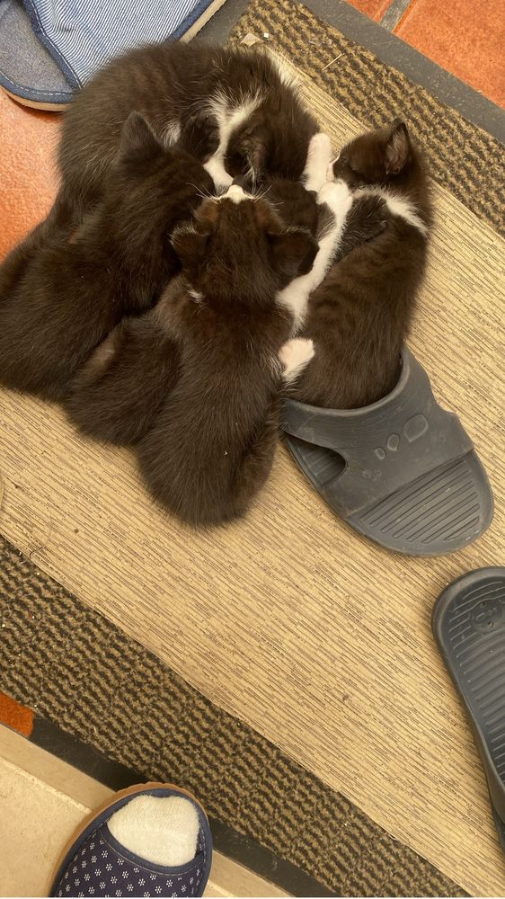 Gatinhos para adopcao responsavel