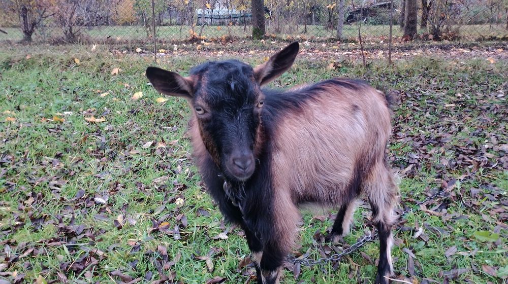 Козлик для спаривания