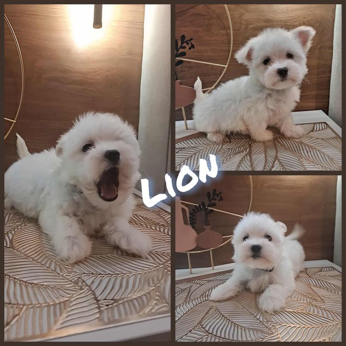 Maltańczyk szczenię. Odbiór na Święta Bożego Narodzenia