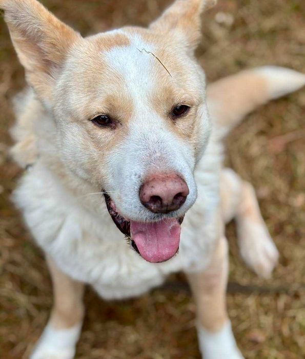 Misiek mix akity i labradora