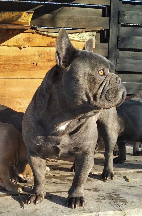 Вязка голубой французский бульдог