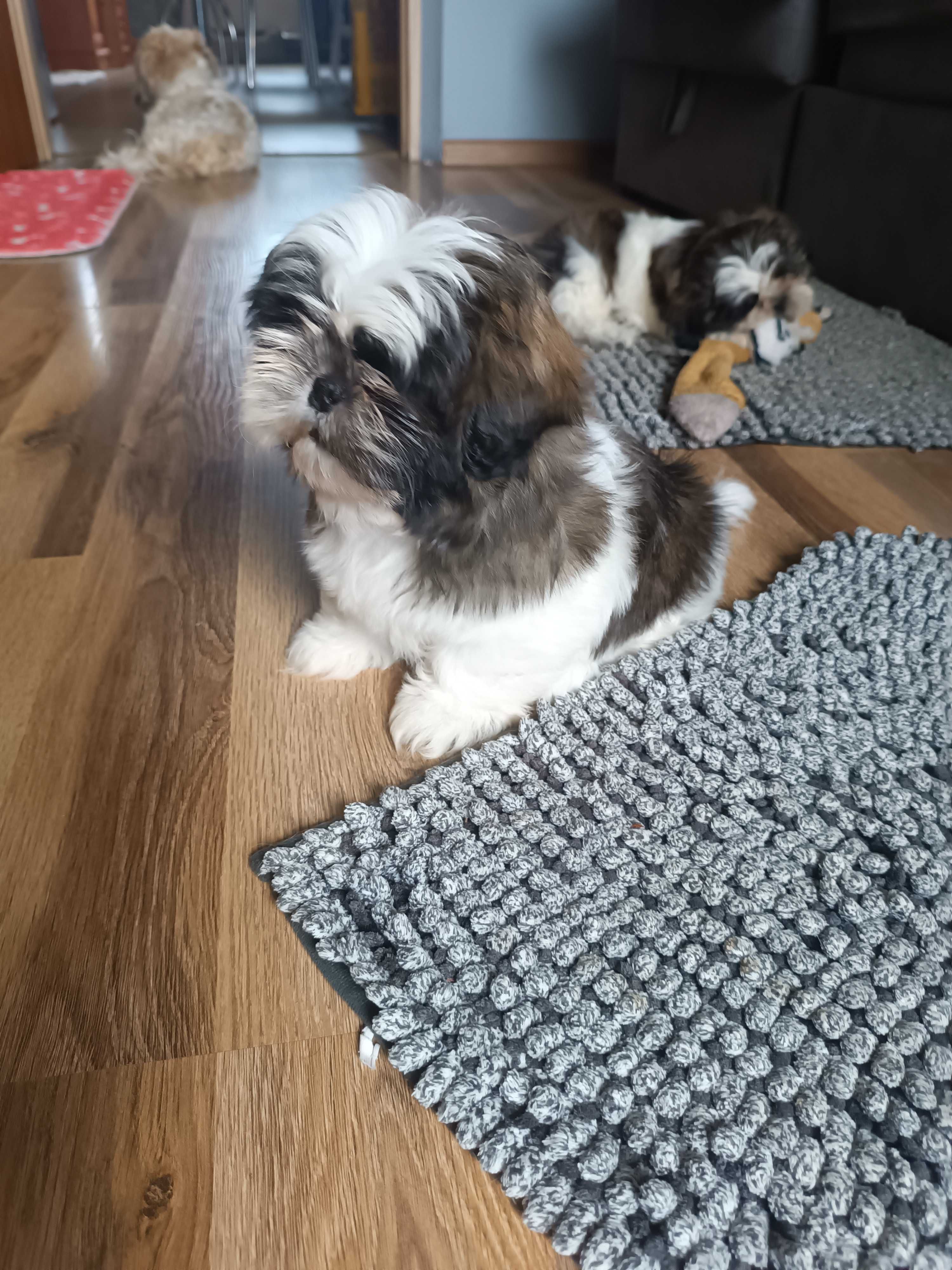 Szczeniak shih tzu