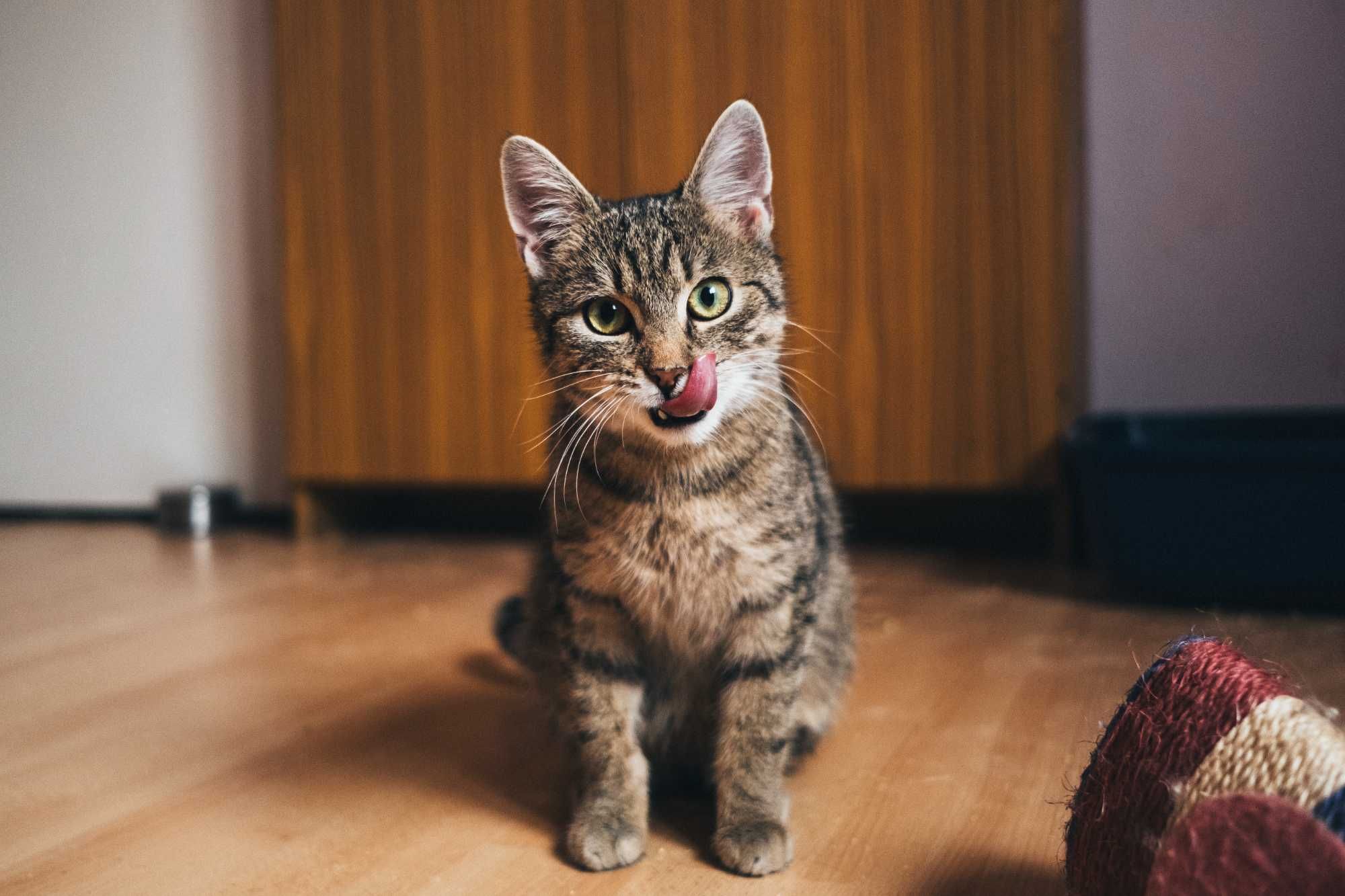 Cudowne kotki do adopcji – szukają wymarzonych domów!