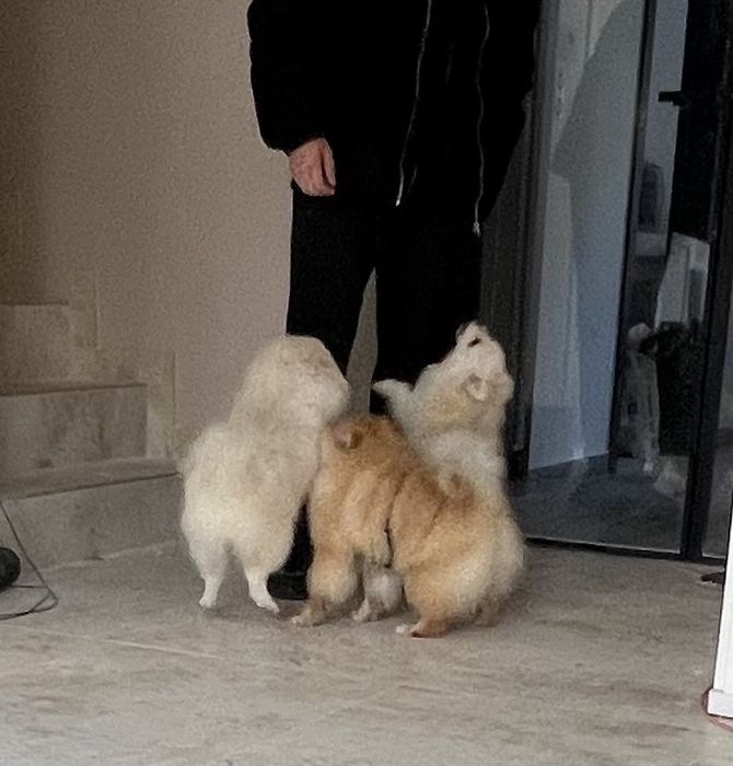 Szpic miniaturowy pomeranian suczka biała-cream