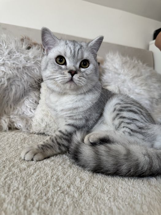 Kocurek brytyjski krótkowłosy srebrny