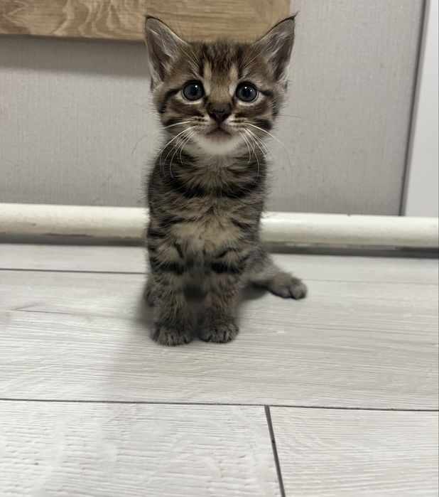 Віддамо котят в добрі руки. Дуже лагідні, любять людей