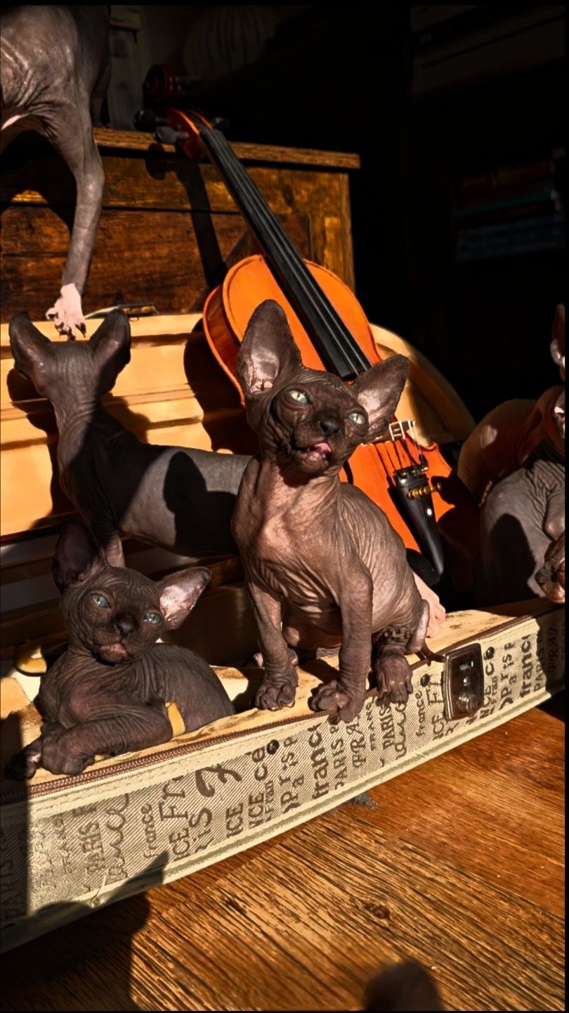 Przepiękny kot sfinks,sliczny kocurek  sphynx