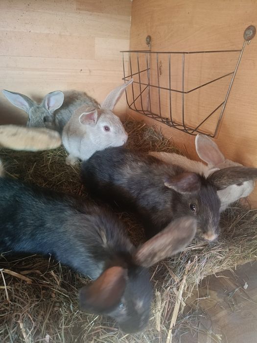 Króliki chodowlane młode