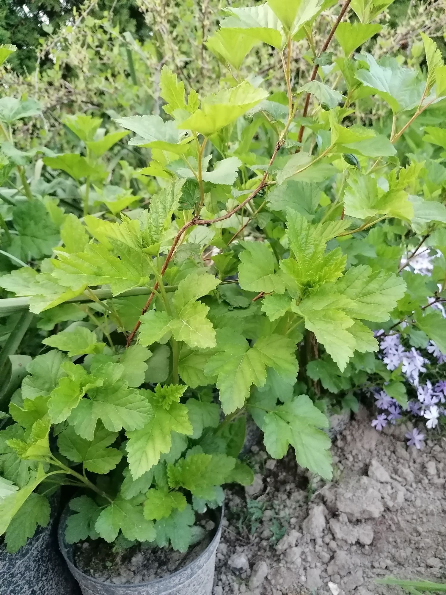 Miodunka, orlik, pęcherznica i inne