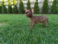 Czekoladowy chłopiec Chihuahua gotowy do zmiany domku