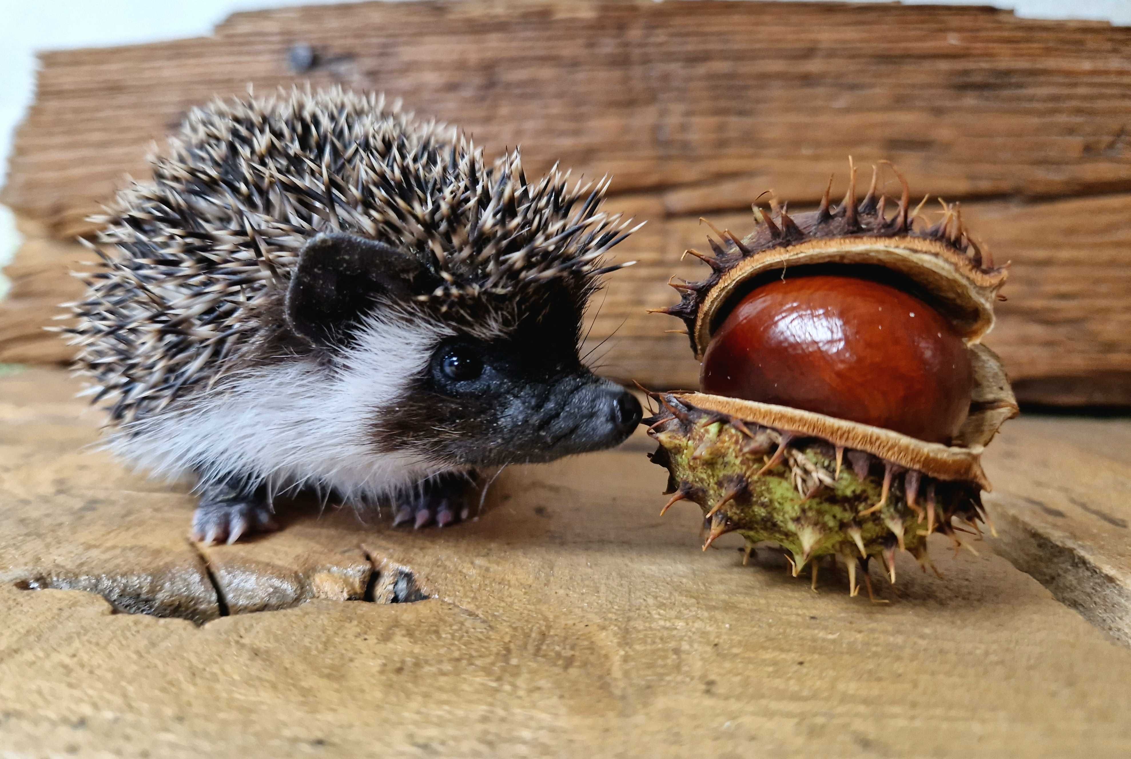 Jeż pigmejski, jeże Pigmejskie, Afrykański, Młode, Terrarium dla jeża