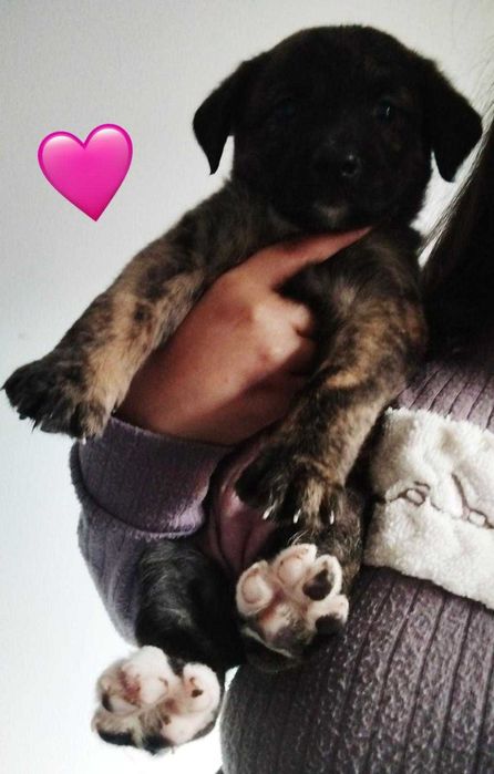 Bebés com cerca de 2 meses de idade para adoção responsável