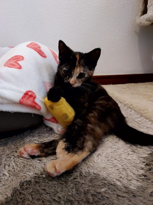 Gatinha para adoção