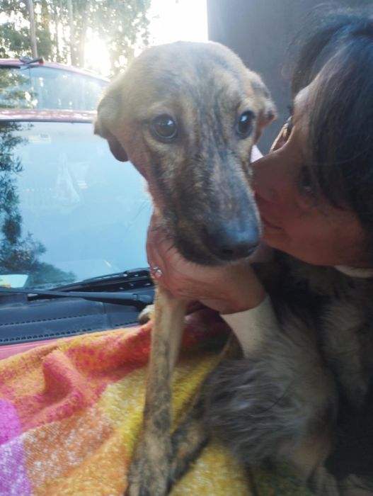 Gazela para adoção muito responsável