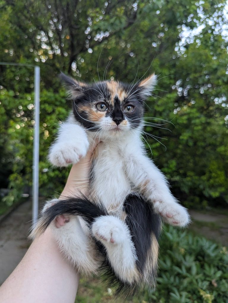 Котята кошенята в добрые руки в добрі руки