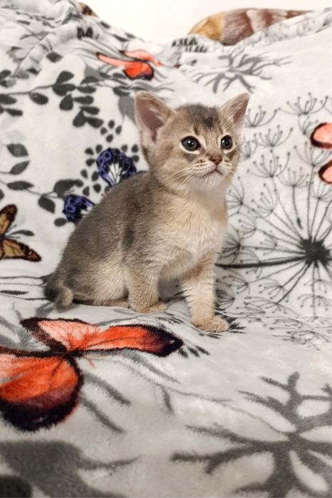 Кошенята абіссинськоі породи чекають на сімю