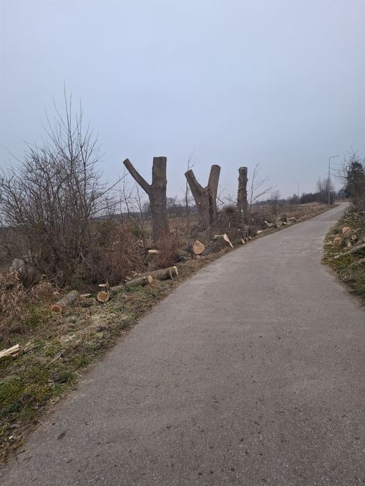 Wycinka i Przycinanie Drzew / Tui z podnośnika koszowego słupsk