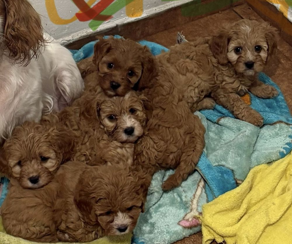Cavapoo przesliczny piesio