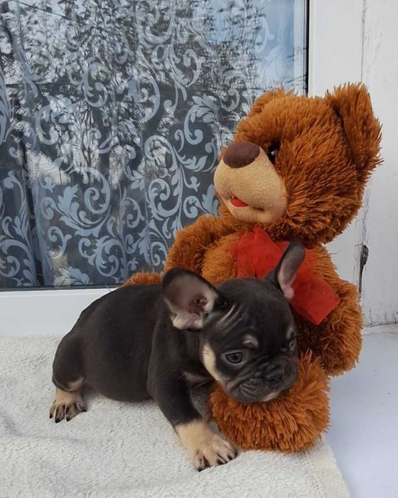 Шоколадна дівчинка.