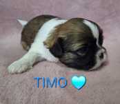 Piesek Shih-Tzu rezerwacja