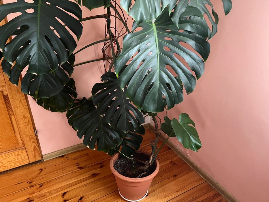 Piękny kwiat MONSTERA