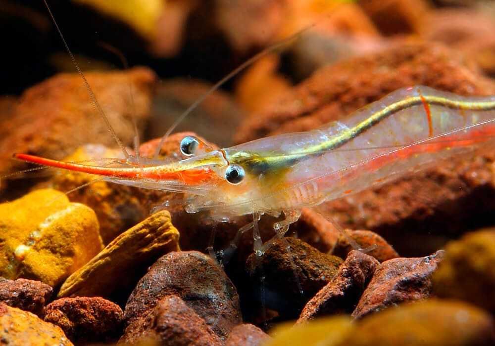 Krewetka PINOKIO - Caridina gracilirostris - RED NOSE - dowóz, wysyłka