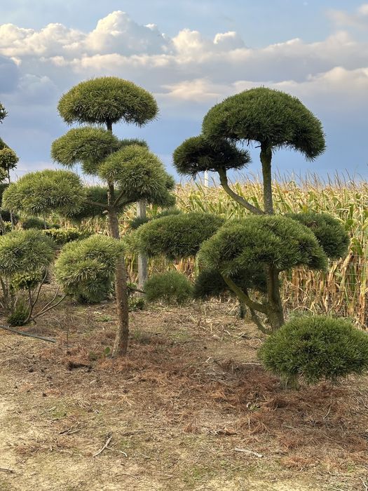 Bonsai sosna wieloletnie okazy