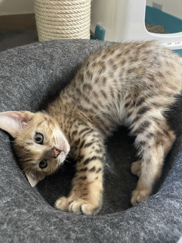 gatinho bengal macho