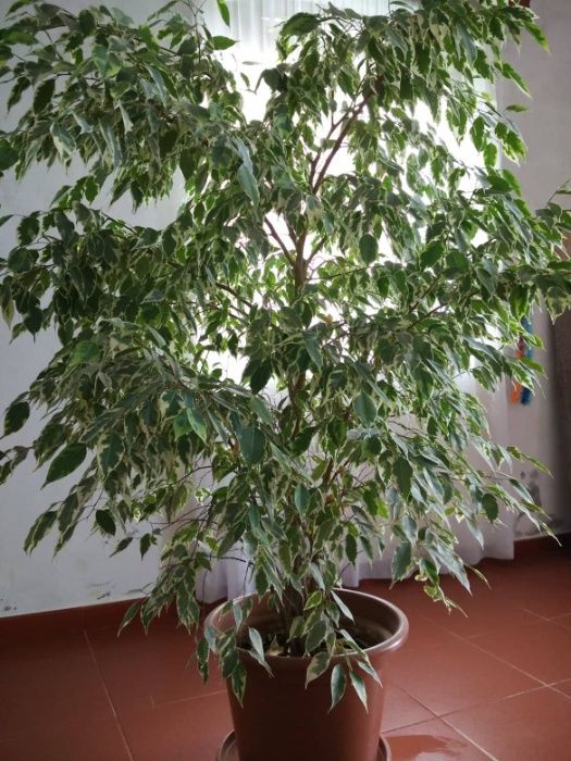 Planta - Ficus benjamina 'Twilight' / Crepúsculo