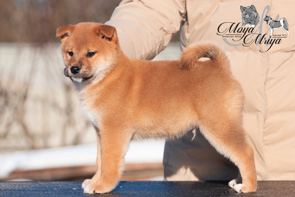 Шиба іну / шиба ину / shiba inu