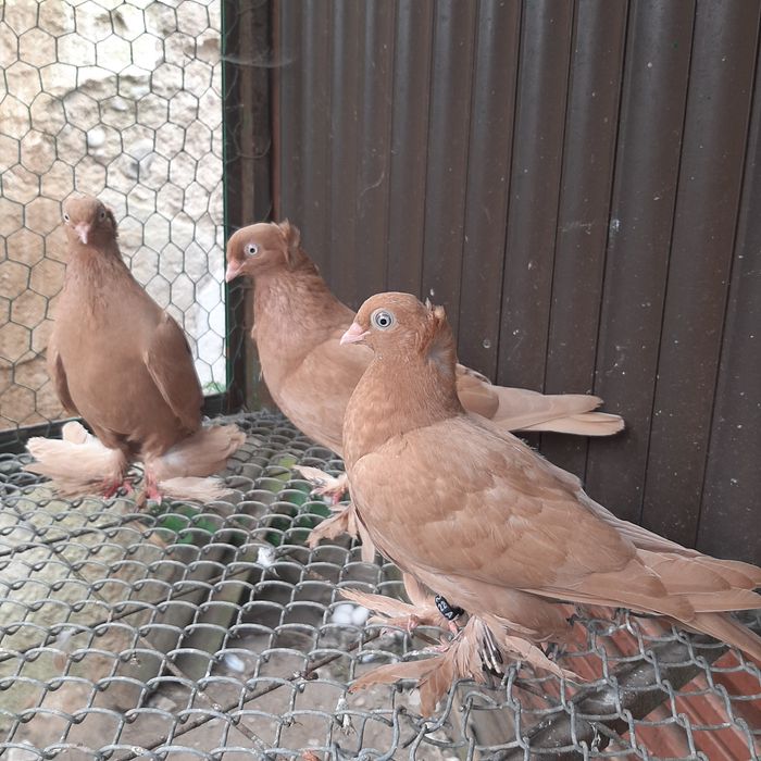 Wywrotki mazurskie samiczki