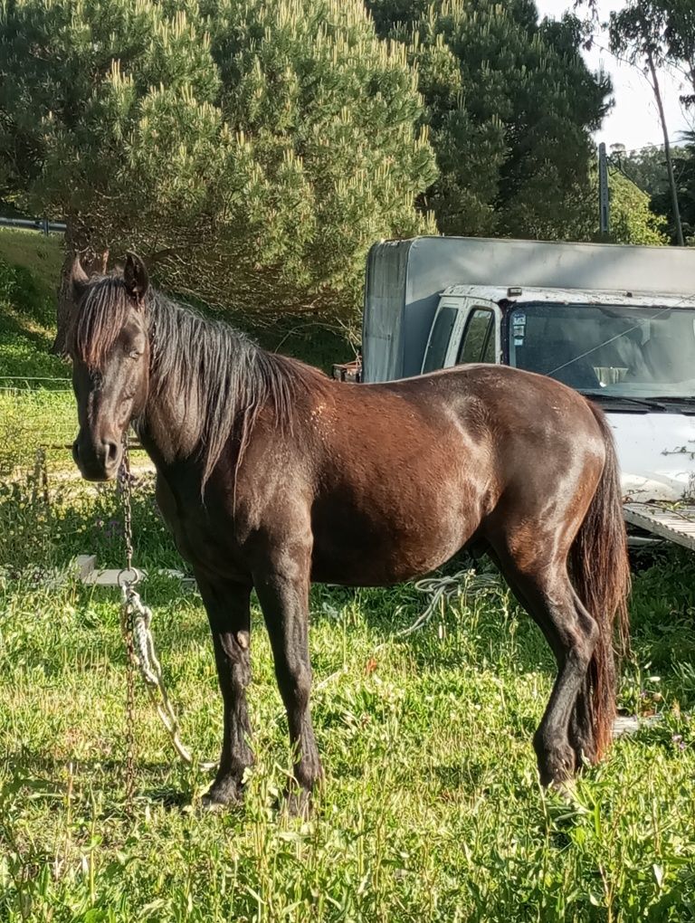 Cavalo preto com 5 anos muito bonito
