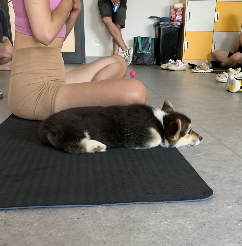 corgi dziewczynka