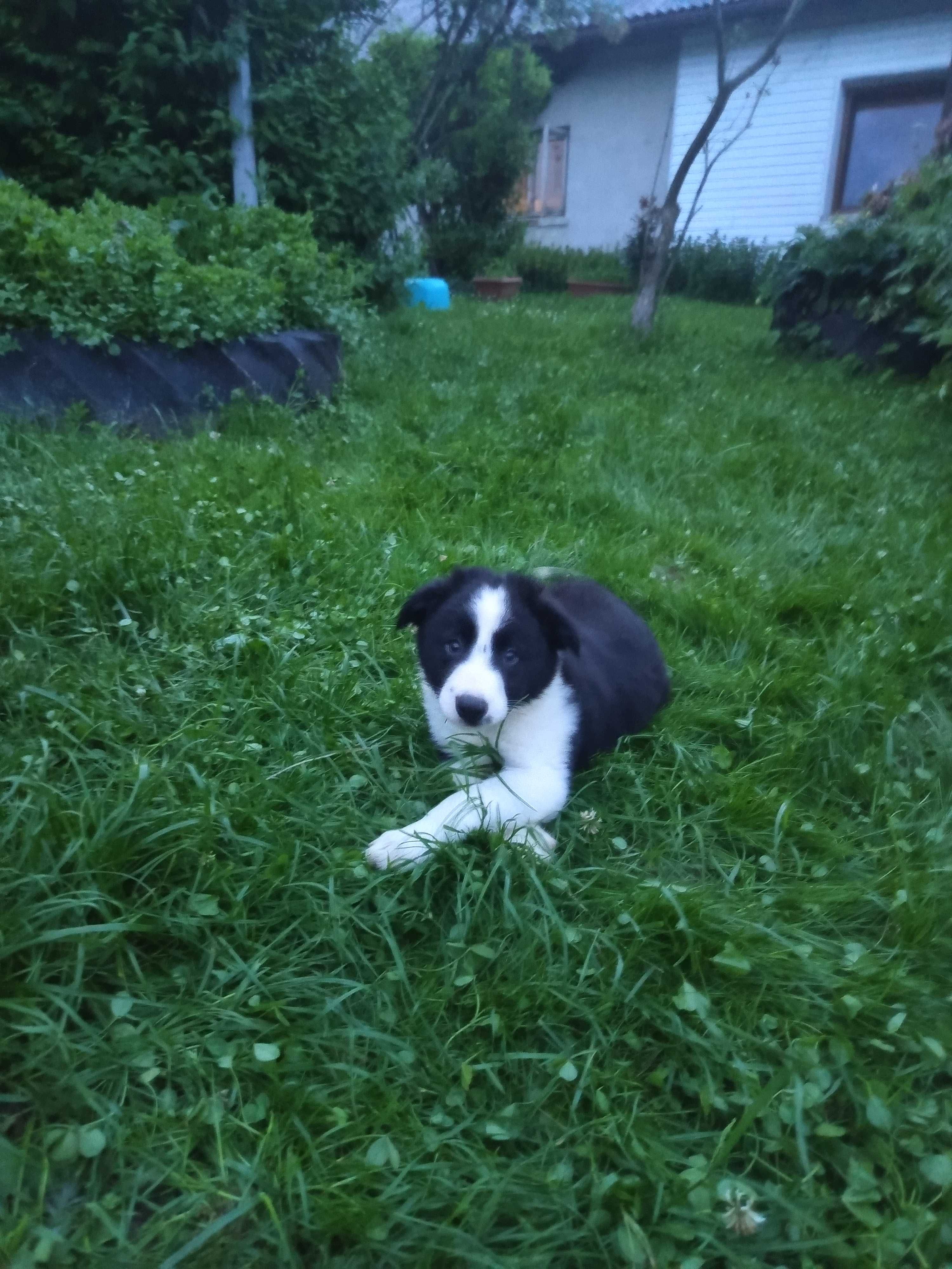 Border collie - szczeniak