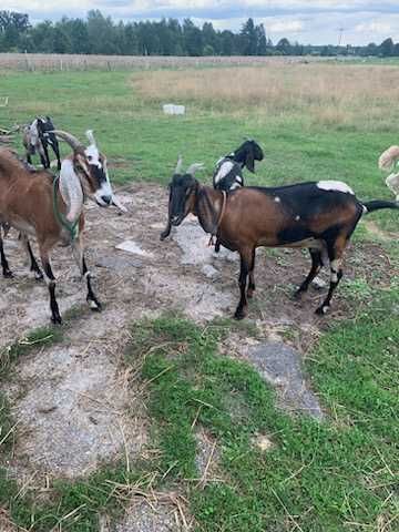 Sprzedam kozy anglubijskie