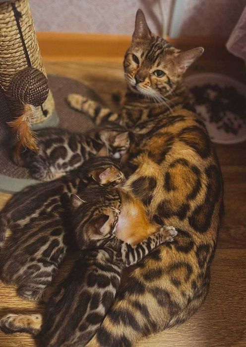 Чистокровна дівчинка Бенгалка.Терміново.Торг