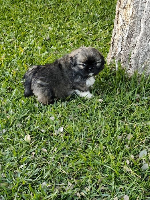 Shih-Tzu fêmea disponível