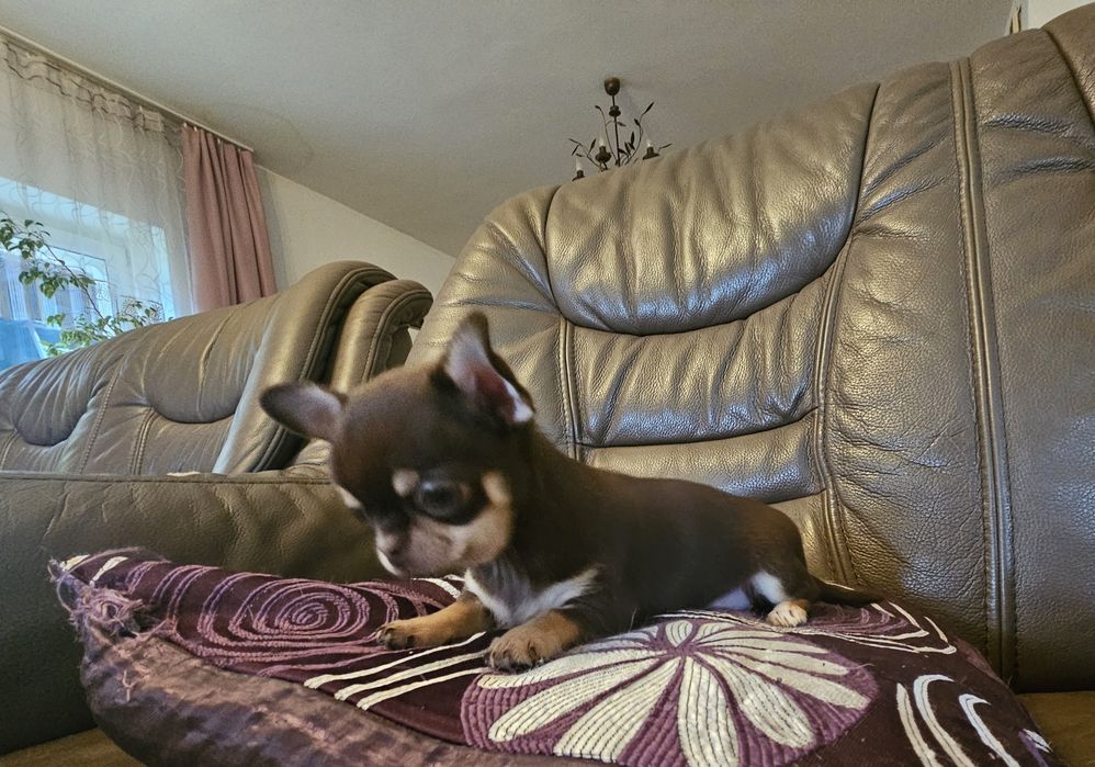 Chihuahua brązowa suczka