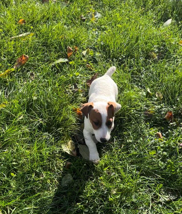 Продаться цуценята з Відмінними Породними Даними!