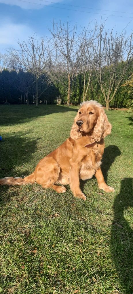 Cocker spaniel angielski