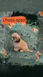 Lhasa apso slodki maluszek