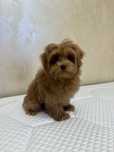 Міні Maltipoo — цуценя з неймовірним забарвленням! 3 місяці