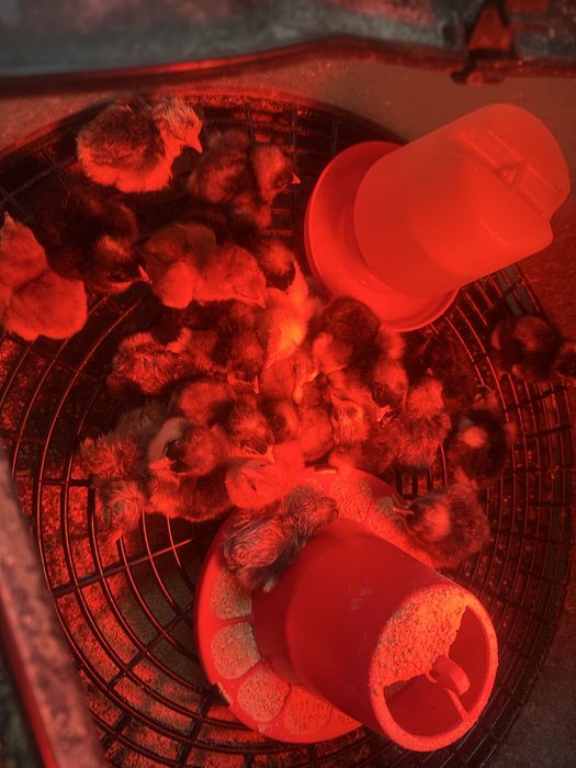 Pintos Maline ,jersey gigante e rhode island red