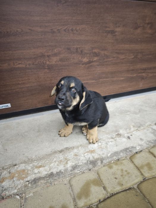 Oddam pieski czarny i łaciaty