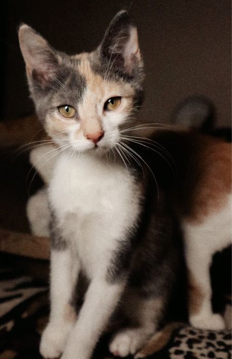 Кошеня Айві шукає люблячий дім